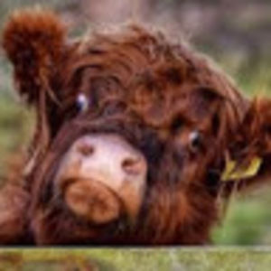 Meet your Posher, Cecelia